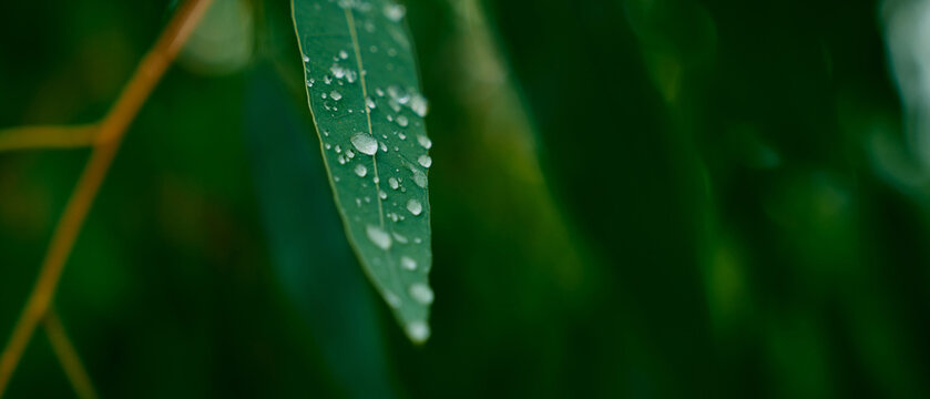 Freshly Dewed Eucalyptus Leaves in Rain
