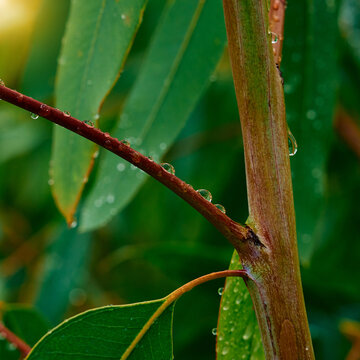 Freshly Dewed Eucalyptus Leaves in Rain