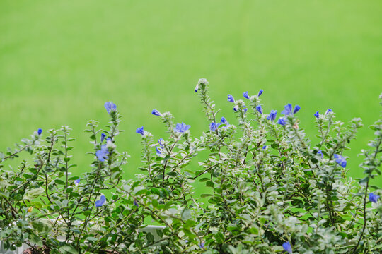 purple wildflowers with green rice field background