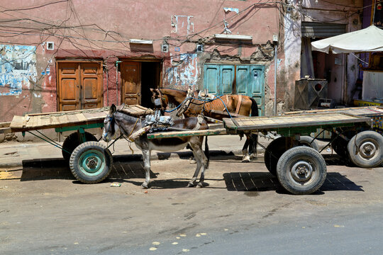 Traditional Donkey Cart in Egypt
