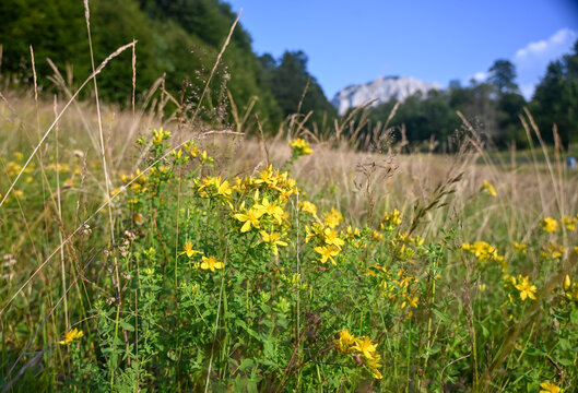 Flowering St Johns wort mountain flower blooming in wild nature. Bright yellow St Johns wort flower growing on a mountain slope.