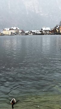 Cinematic view of Hallstatt old town in winter with ducks on lake. Snowy Austrian alpine village during gentle snowfall. Mallard ducks swimming in Hallstatt lake during snowfall.