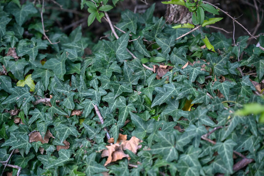 English ivy climbing and creeping on a wall. Hedera helix evergreen vine with dark green leaves.
