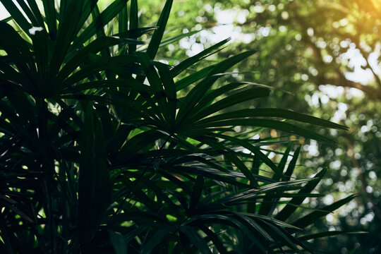 sunlit tropical palm leaves in forest canopy
