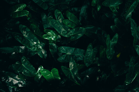 moody tropical foliage with layered shadows