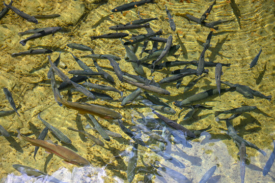 School of trouts swimming in a clear water fish pond. Many fish swimming together in a natural freshwater pond.