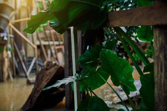 flooded house with taro leaves and sunlight