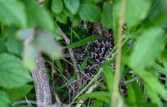 Horned viper or nose-horned viper. A viper hidden in the bushes. Viper snake camouflaged among green leaves and branches in a forest. Vipera ammodytes.  
