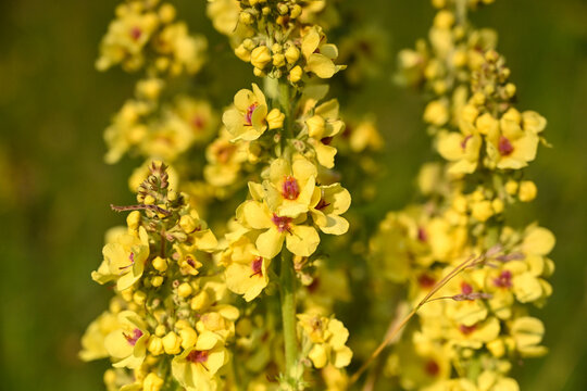 Verbascum mountain flower blooming in a green grass field. Wild mullein flowers growing in a sunny meadow.