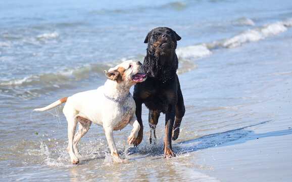 rottweiler and boxer and beach