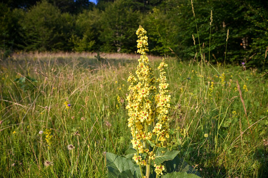 Verbascum mountain flower blooming in a green grass field. Wild mullein flowers growing in a sunny meadow.