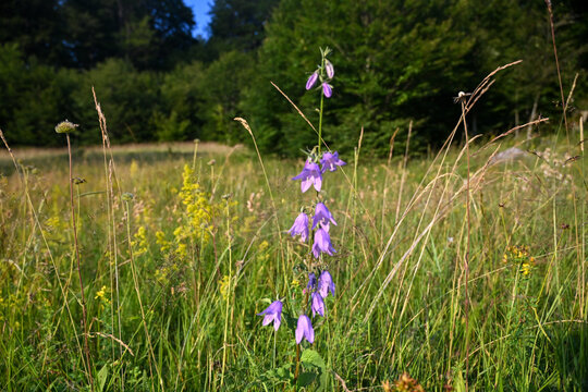 Campanula rotundifolia mountain flower blooming in nature. Wild harebell or bluebell flower growing on a mountain slope.