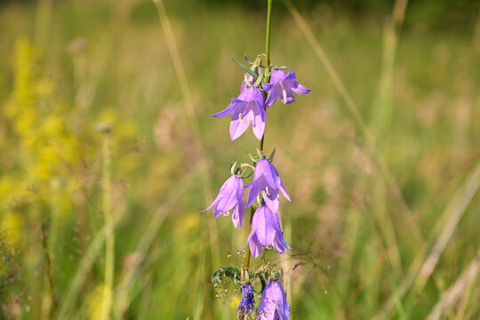 Campanula rotundifolia mountain flower blooming in nature. Wild harebell or bluebell flower growing on a mountain slope.