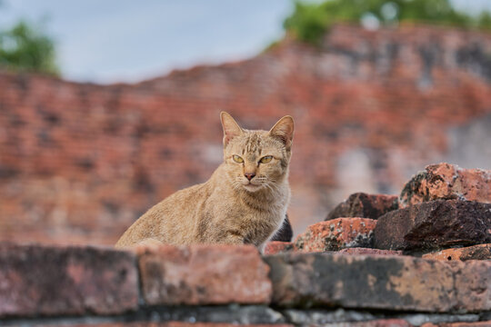 brown cat resting on old brick ruins