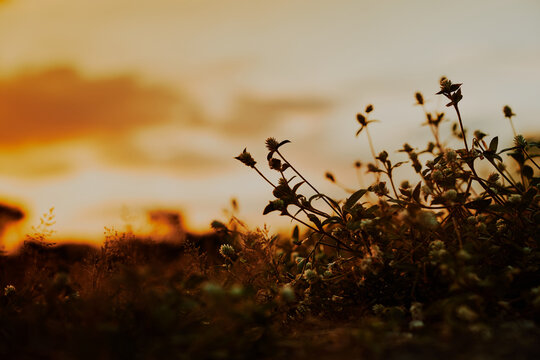 wildflowers blooming under warm sunset light