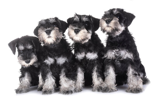 puppies miniature schnauzer