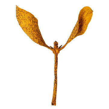 Dried mistletoe viscum album leaves isolated