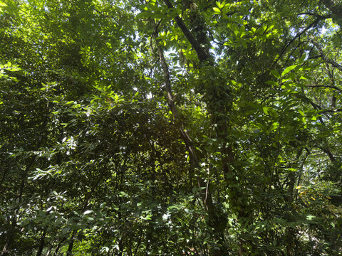 green leaves in the forest