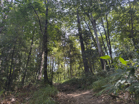 trees in the forest