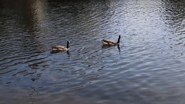 Two geese are swimming in the river Trent, Nottingham , UK