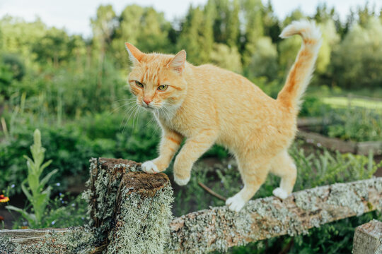 Orange tabby cat carefully walks along a weathered lichen-covered wooden fence beside a lush vegetable and herb garden, surrounded by soft green summer foliage