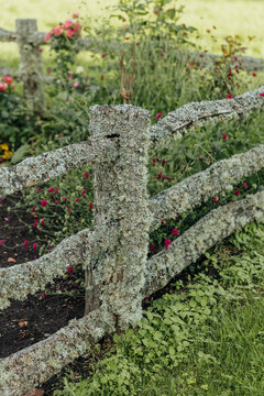 Weathered wooden fence heavily covered with pale gray-green lichen stands in front of cultivated garden beds and lush vegetation, creating a rustic natural scene