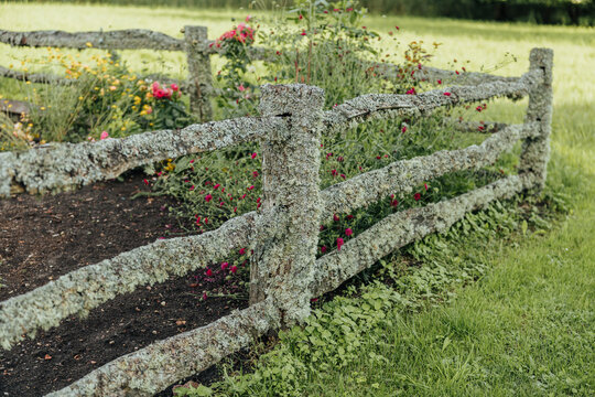 Weathered wooden fence heavily covered with pale gray-green lichen stands in front of cultivated garden beds and lush vegetation, creating a rustic natural scene