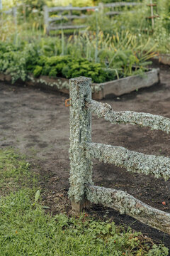 Weathered wooden fence heavily covered with pale gray-green lichen stands in front of cultivated garden beds and lush vegetation, creating a rustic natural scene