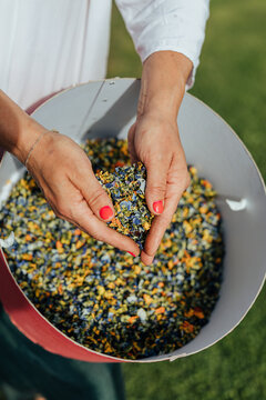 Close-up of hands holding a colorful mixture of dried flower petals above a large container outdoors, with blue, yellow and orange botanical pieces in sunlight