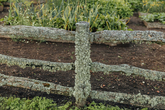 Weathered wooden fence heavily covered with pale gray-green lichen stands in front of cultivated garden beds and lush vegetation, creating a rustic natural scene