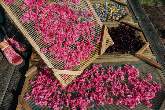 Pink, purple and multicolored flowers spread across wooden mesh drying screens outdoors, with a person&rsquo;s shoes partially visible beside the floral harvest