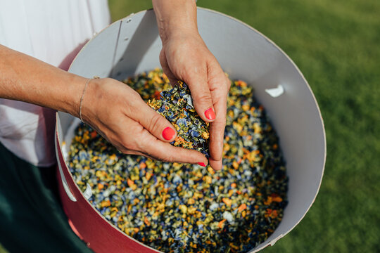 Close-up of hands holding a colorful mixture of dried flower petals above a large container outdoors, with blue, yellow and orange botanical pieces in sunlight