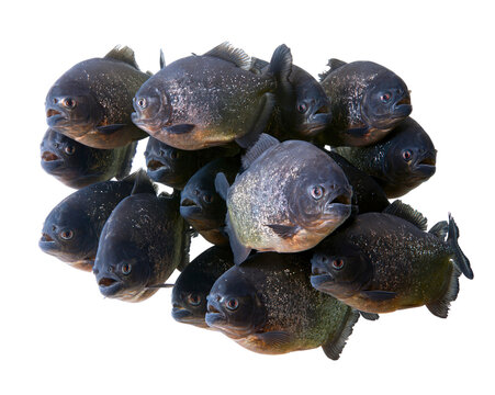 Cluster of piranha fish isolated on transparent background png cutout