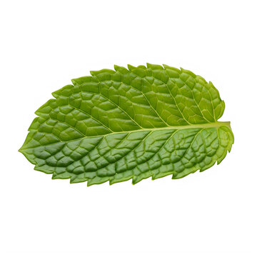 Single fresh green mint leaf isolated on white background