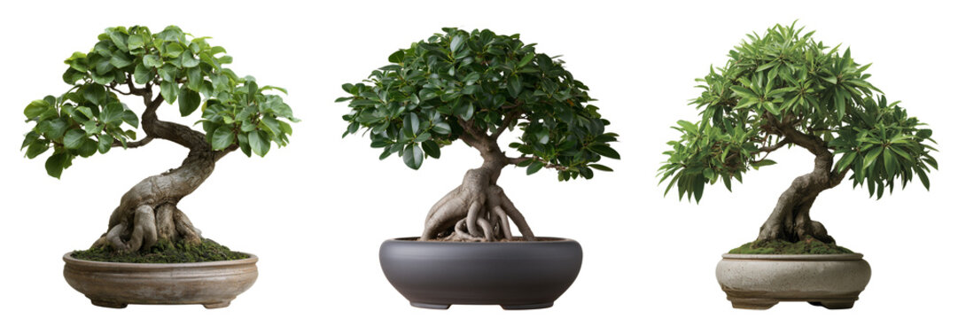 Three potted bonsai trees with green foliage and gnarled trunks isolated on a transparent background