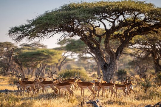 impala herd grazing peacefully near acacia trees