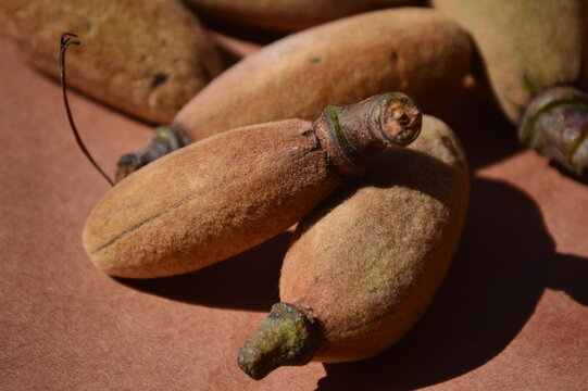 immature fruits of Bombax ceiba used as vegetable and  having medicinal properties