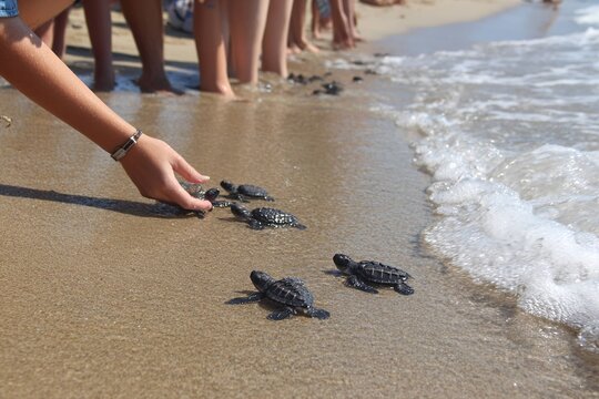 team releasing rehabilitated sea turtle hatchlings into ocean waves