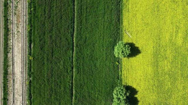 Aerial descending shot of fields of alfalfa and rapeseed in Kyrgyzstan.