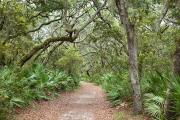 Fototapeta premium Scenic Forest Trail Through Live Oaks and Palmetto on Cumberland Island, Georgia