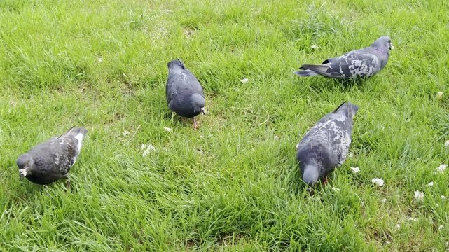 Pigeons dove foraging on green grass . urban wildlife . 