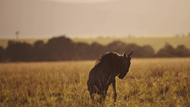 Majestic wildebeest silhouette in golden savanna, African wildlife at sunset, wild gnu grazing in dry grass meadow under warm evening light