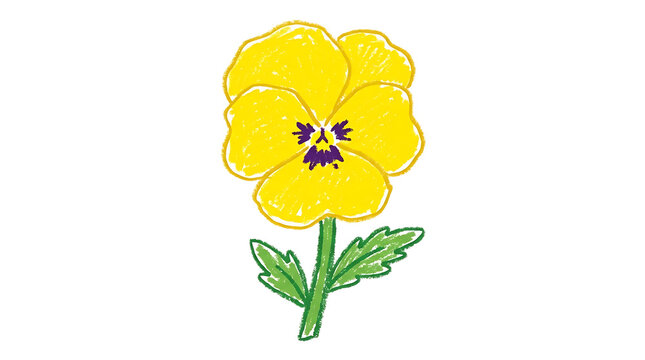 Pansy flower illustration features vibrant yellow petals and a green stem on a white backdrop.