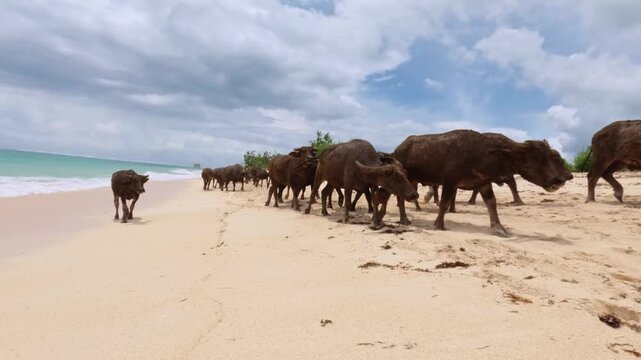 Water Buffalo Herd Walking Along Tropical Beach, South Lombok, Indonesia