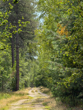 Sunlit sandy forest path winding through mixed pine and birch woodland on a summer day in Beerse, Belgi&euml;