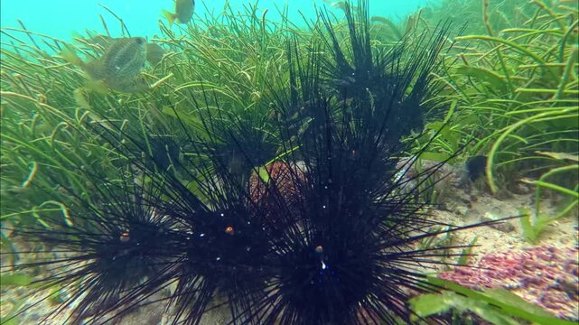 Diadema Long-Spined Sea Urchins in Seagrass Bed Timelapse