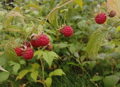 Close up of raspberry bush with ripe berries in July. 