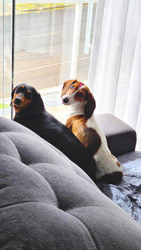 cachorro fofo da ra&ccedil;a duchshund em casa 