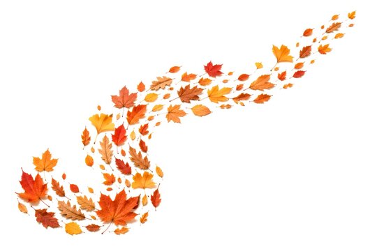 Realistic autumn leaves arranged in a flowing S-shaped curve on a clean white background
