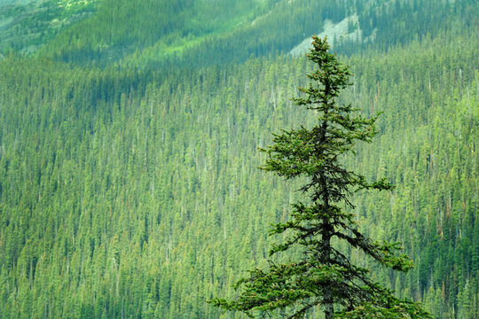 Lush Green Pine Forest or Forrest in the Mountains Natural Beauty and Healthy Environment